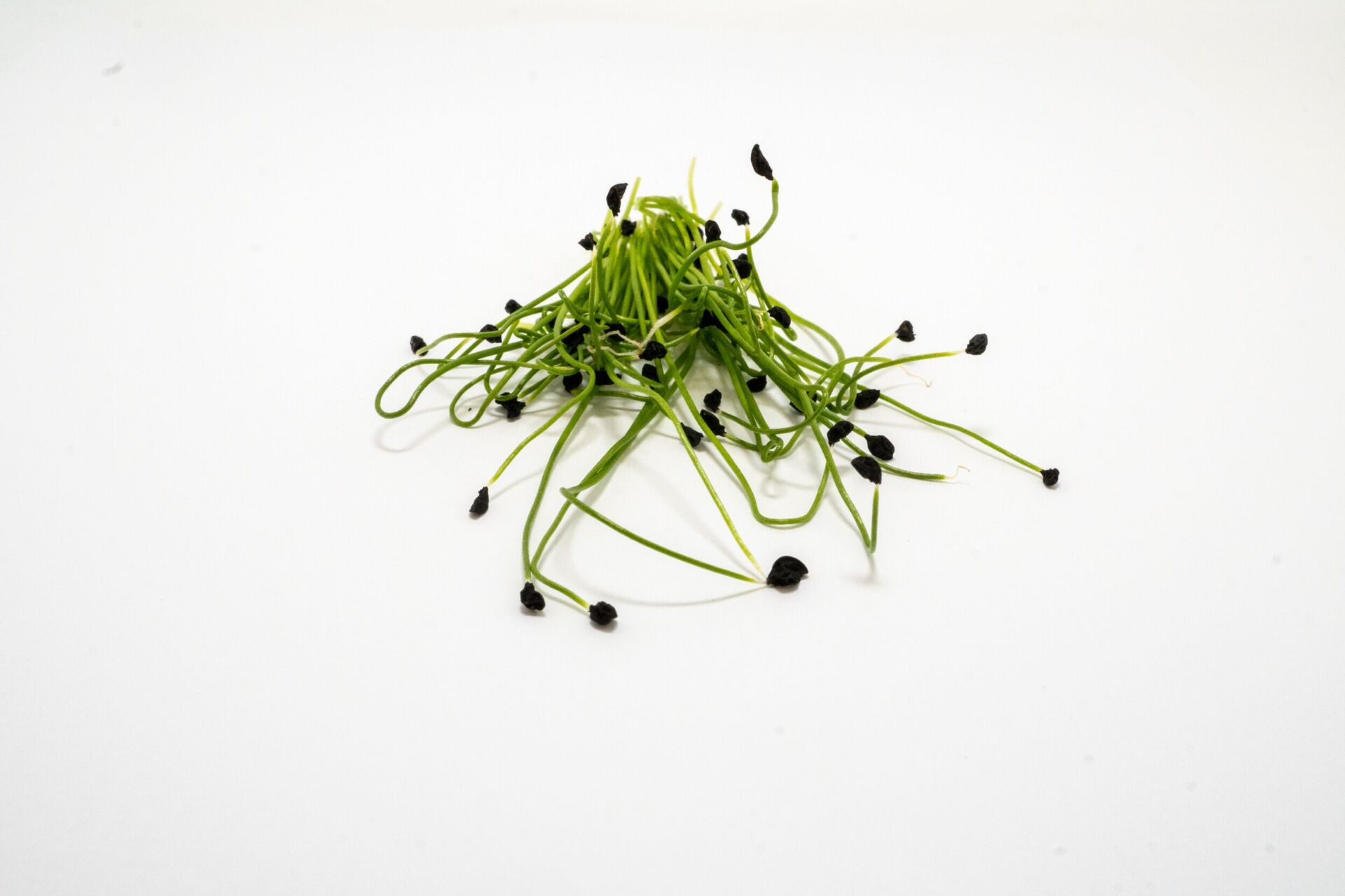 Microforce Microgreens